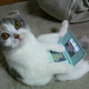 Illustration for article titled Cats Are Very Serious about Video Games